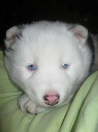 Моё сцобако