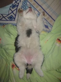 Моё сцобако