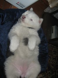 Моё сцобако