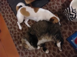 Всем любителям собак посвящается