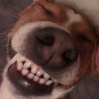 Мой пес, спит морда