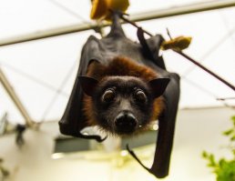 Да, знаешь какие они лапочки!!! :)