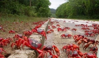 Да это сказка какая то! :) Они уже варёные, судя по цвету? :)