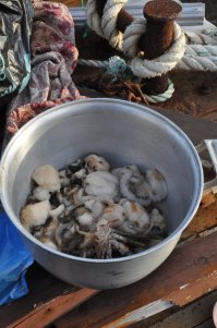 Тощи, конечно, по сравнению с Северной Атлантикой...
