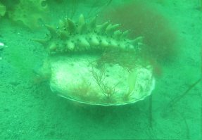 Подводные огородники в городе Вильягарсия-де-Ароса, Испания