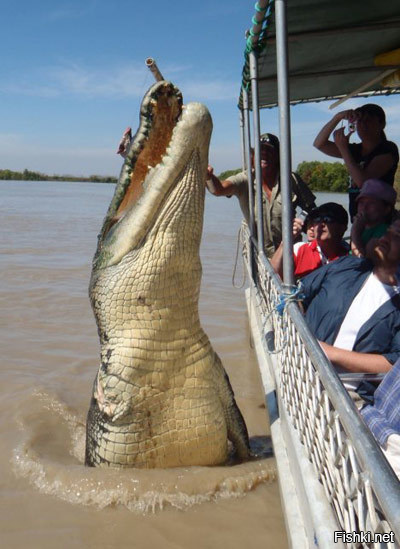 В Австралии тоже есть крокодил-инвалид по имени Брутус.