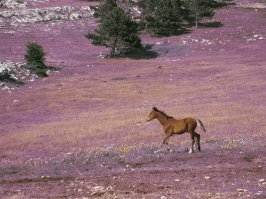 В Севастополе