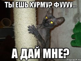 Для настоящих хурманов: самые охурмительные рецепты из оранжевой ягоды
