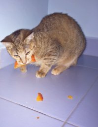 Некоторые из наших кошек воруют хурму, утаскивают в другую комнату, и, рыча, трескают :)