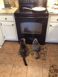 Кошачий телевизор