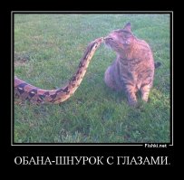 Мужчина женился на трехметровой кобре и утверждает, что это его реинкарнировавшая девушка