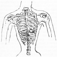 Нормальная женская грудная клетка.
 

Женская грудная клетка, изменённая после ношения корсета.