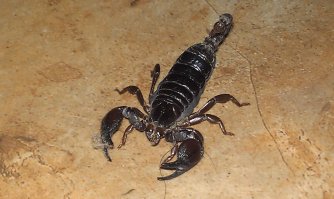 А ЭТО НАШ  ИЗРАИЛЬСКИЙ -- ПОЙМАН  ДОМА !!!такого добра в каждой хате  хватает +один бонус арабы очень бояться!!!я проверят скорп сильнее убил с одного удара!!!