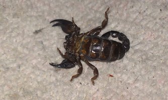 А ЭТО НАШ  ИЗРАИЛЬСКИЙ -- ПОЙМАН  ДОМА !!!такого добра в каждой хате  хватает +один бонус арабы очень бояться!!!я проверят скорп сильнее убил с одного удара!!!