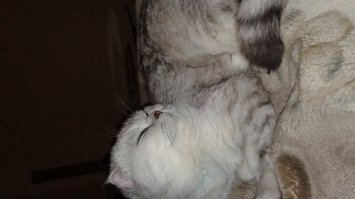 Один в один кошак живет у меня дома. И я частенько не могу его найти.. может не знаю чего про часть его жизни?