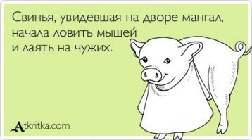 Эта хрюшка думает, что она собака, а потому все делает вместе со своей "семьей"