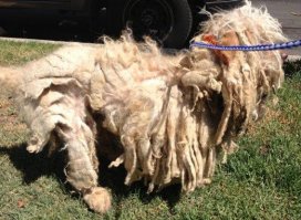 Да, ну! Замучишься колтуны вычесывать.