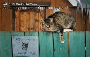 41 уморительная фотография котов, над которой вы будете смеяться до коликов