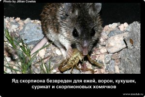 Скорпион, интересные факты
