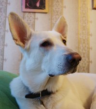 Наш Ральф Шумахер мл. тоже найденыш. Теперь абсолютно счастливый пёс!:)