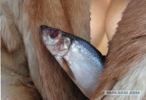 Интересные факты о селедке
