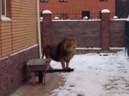 Никак не определюсь: это Барсик? или Полкан?
