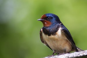 касатка - это птичка, типа ласточки