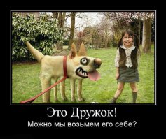 Бездомная собака едва не попала под машину, но вмешался счастливый случай