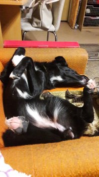 Мои волосатые обезьяны)