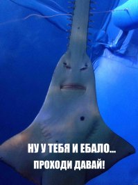 Морские твари или братья наши скользкие