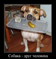 Несколько доказательств собачьего совершенства