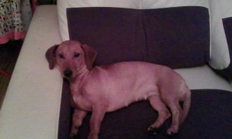 Моя Прелесть )