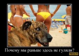 До и после: фотографии собак и хозяев. Часть 2