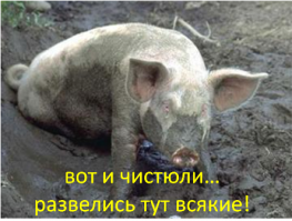 Китайский фермер научил свиней нырять с вышки