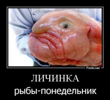 Морские твари или братья наши скользкие
