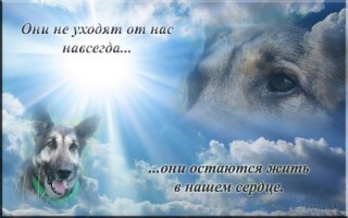 До и после: фотографии собак и хозяев