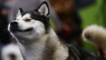 До и после: фотографии собак и хозяев