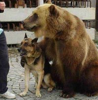 А вот откуда пошла поговорка " Русский немца не обидет"