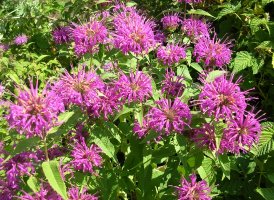 На даче растет травка - бергамот. Так что, "не все так однозначно"