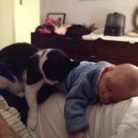 Тут рядом есть пост о детях и щенятах, поэтому этих выложу здесь.