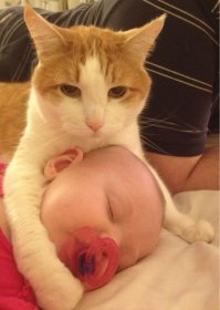 Тут рядом есть пост о детях и щенятах, поэтому этих выложу здесь.