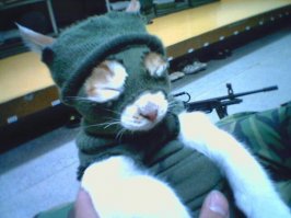 Это единственный в мире кот, который официально признан студентом