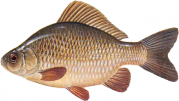 Караси очень живучие. Выживают в промерзающих прудах. Видел карася, которого вынули из желудка щуки, пустили и он поплыл.