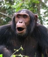 И все таки мы приматы...