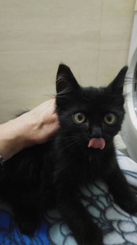 Кот, позавчера дикий, сегодня одомашненный.
Бесценен!