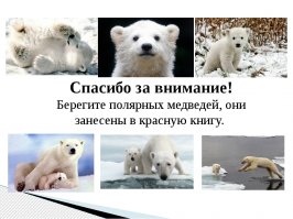 Спасение медвежонка, у которого в пасти застряла консервная банка