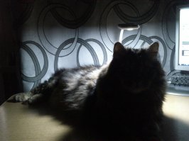 19 Шикарных кошек, которые стоят целое состояние