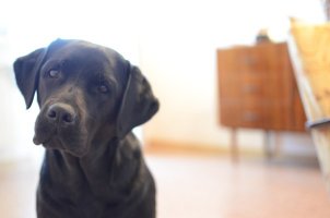 Ну у Лабрадоров, этот взгляд наверное составляет 80 % жизни, особенно когда что-то ешь без них .. из опыта знаю со своей Adel  :)