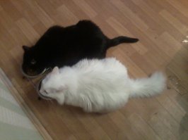 Нет.Кого зовешь,тот и приходит.Знают имена свои.Оба сразу бегут,если услышат характерный звон корма о пустые миски.