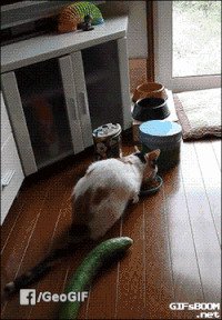 Если бы сам такое живьём не видел, то решил бы, что кошку на верёвочках подняли:)...